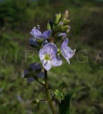 Veronica anagallis-aquatica - Flower close-up - Click to enlarge!