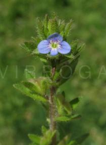 Veronica arvensis - Flower - Click to enlarge!