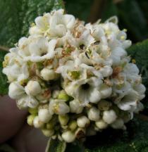 Viburnum lantana - Inflorescence - Click to enlarge!
