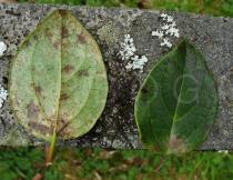 Viburnum tinus - Upper and lower surface of leaf - Click to enlarge!