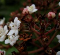 Viburnum tinus - Flower side view - Click to enlarge!