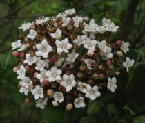 Viburnum tinus - Inflorescence - Click to enlarge!