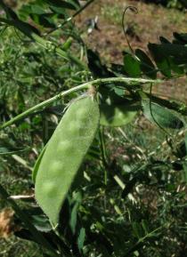 Vicia benghalensis - Ripening pod - Click to enlarge!