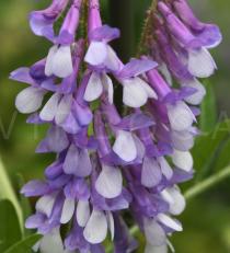 Vicia cracca - Inflorescence, close-up - Click to enlarge!