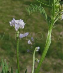 Vicia hirsuta - Inflorescence - Click to enlarge!