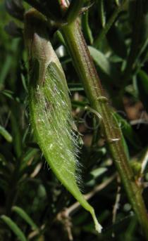 Vicia lutea - Developing pod - Click to enlarge!