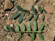 Vicia lutea - Upper and lower surface of leaf - Click to enlarge!