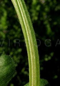 Vicia sativa - Stem section - Click to enlarge!