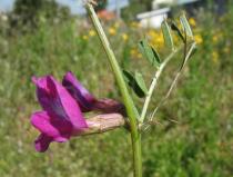 Vicia sativa - Flower, side view - Click to enlarge!