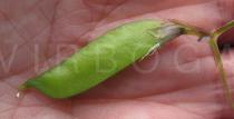 Vicia sepium - Pod - Click to enlarge!
