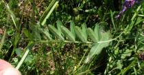 Vicia villosa - Leaf - Click to enlarge!
