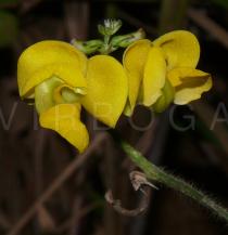 Vigna reflexopilosa - Flowers - Click to enlarge!