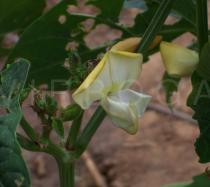 Vigna unguiculata - Flower - Click to enlarge!