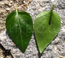 Vinca major - Upper and lower surface of leaf - Click to enlarge!