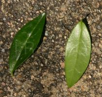 Vinca minor - Leaf - Click to enlarge!