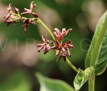 Vincetoxicum funebre - Inflorescence - Click to enlarge!