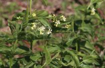 Vincetoxicum hirundinaria - Foliage and flowers - Click to enlarge!