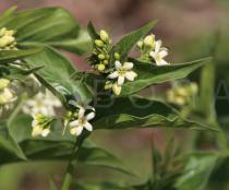 Vincetoxicum hirundinaria - Flowers - Click to enlarge!