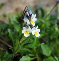 Viola kitaibeliana - Flowers - Click to enlarge!