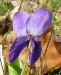 Viola odorata - Flower - Click to enlarge!