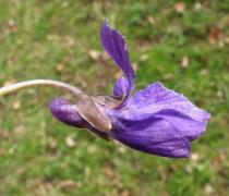 Viola odorata - Flower, side view - Click to enlarge!