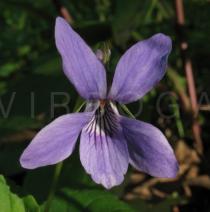 Viola palustris - Flower - Click to enlarge!
