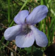 Viola riviniana - Flower - Click to enlarge!