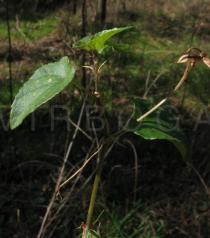 Viola riviniana - Leaf insertion - Click to enlarge!