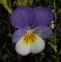 Viola tricolor - Flower - Click to enlarge!