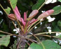 Vitellaria paradoxa - Leaf arrangement - Click to enlarge!