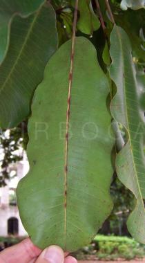 Vitellaria paradoxa - Leaf lower side - Click to enlarge!