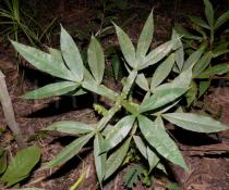 Vitex trifolia - Foliage - Click to enlarge!