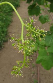 Vitis vinifera - Inflorescence - Click to enlarge!