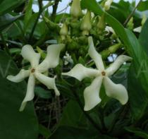 Voacanga africana - Flowers - Click to enlarge!