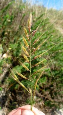 Vulpia alopecurus - Inflorescence - Click to enlarge!