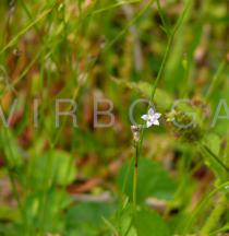 Wahlenbergia marginata - Stem with flower - Click to enlarge!