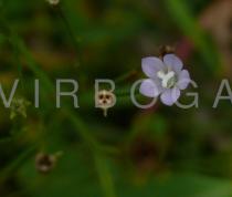 Wahlenbergia marginata - Flower - Click to enlarge!