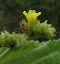 Waltheria indica - Flower, side view - Click to enlarge!