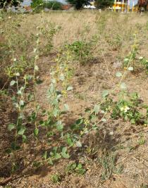 Waltheria rotundifolia - Habit - Click to enlarge!