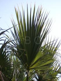 Washingtonia robusta - Frond - Click to enlarge!