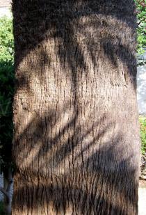 Washingtonia robusta - Trunk - Click to enlarge!