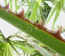 Washingtonia robusta - Edge of petiole - Click to enlarge!