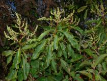 Wendlandia tinctoria - Branch with inflorescences - Click to enlarge!