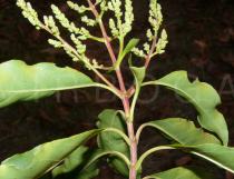 Wendlandia tinctoria - Leaf insertion - Click to enlarge!