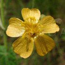 Wissadula amplissima - Flower - Click to enlarge!