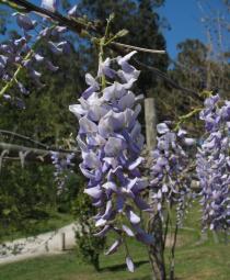Wisteria sinensis - Inflorescence - Click to enlarge!
