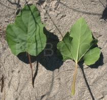 Xanthium strumarium - Upper and lower surface of leaf - Click to enlarge!