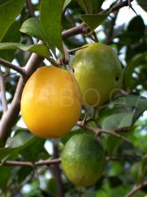 Ximenia americana - Fruits - Click to enlarge!