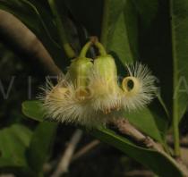 Ximenia americana - Flower - Click to enlarge!