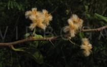 Ximenia americana - Flowers - Click to enlarge!